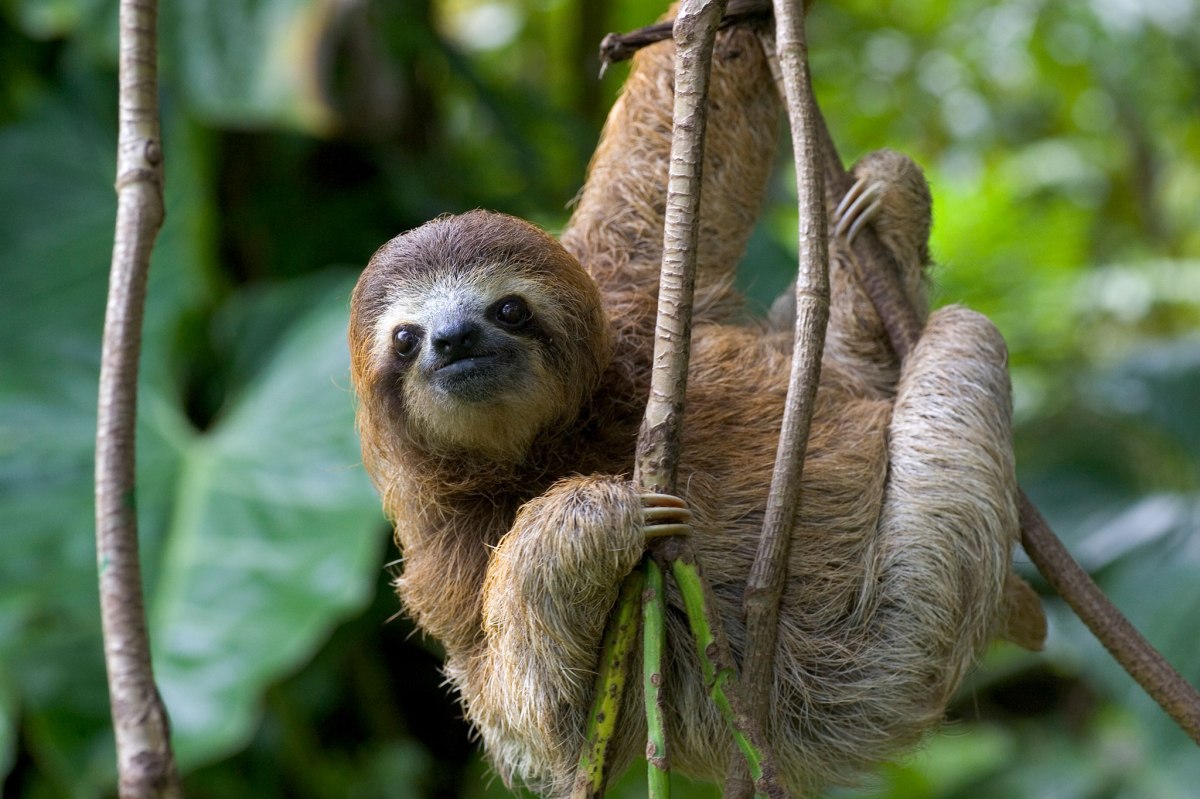 The Sloth and the Bonfire – Systemic Alternatives