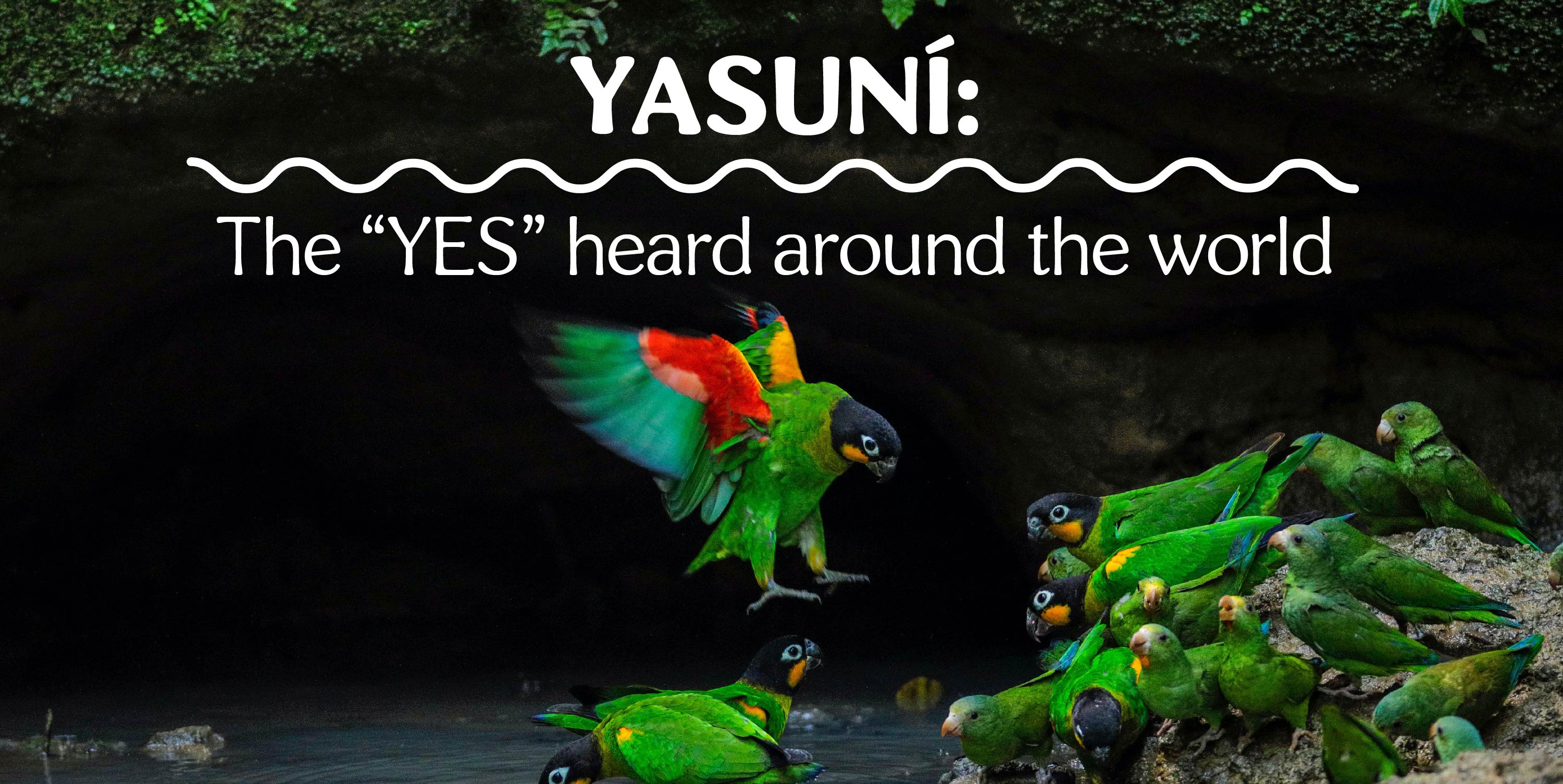 Yasuní: The “Yes” Heard Around the World